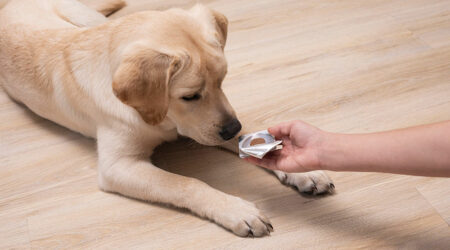 4 effective flea tablets for dogs