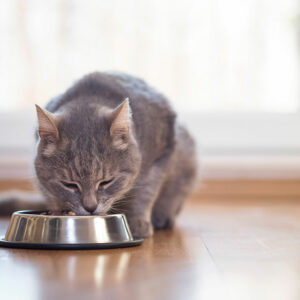 Healthy cat food options to combat gastrointestinal issues