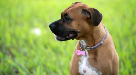 Top 3 dog collars against fleas and ticks