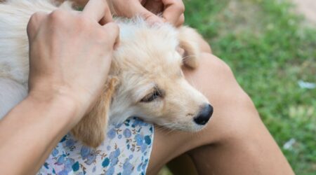 3 home remedies for dog allergies