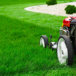 5 lawn care tips to maintain a lush green yard