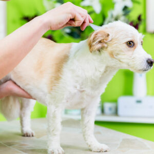 Protecting pets from fleas, ticks, and heartworm