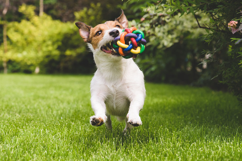 Guide to safe chews and non-toxic toys for dogs