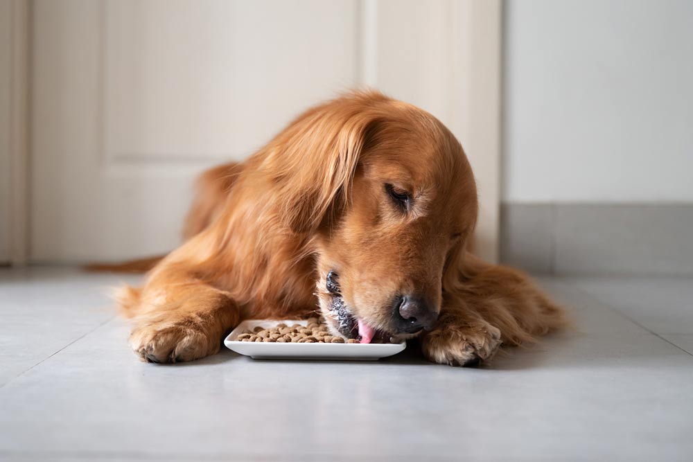 5 popular types of dog food